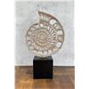 Image 2 : Brass Nautilus Shell Fossil Sculpture