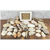 Image 2 : Large Collection of Seashells