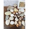 Image 3 : Large Collection of Seashells