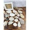 Image 4 : Large Collection of Seashells