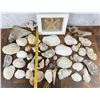 Image 5 : Large Collection of Seashells