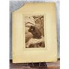 Image 1 : Elliott & Fry Large Format Albumen Monkey Photo