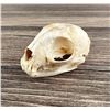 Image 1 : Alaskan Lynx Taxidermy Skull