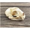 Image 2 : Alaskan Lynx Taxidermy Skull