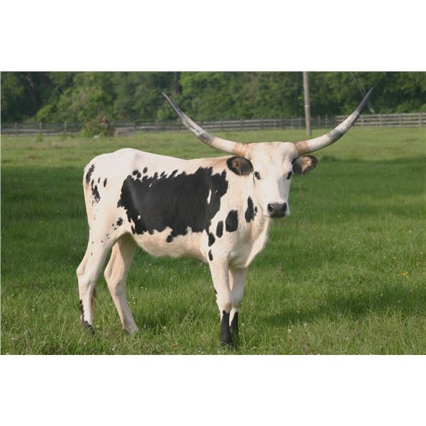 LAER Rammin Georgette