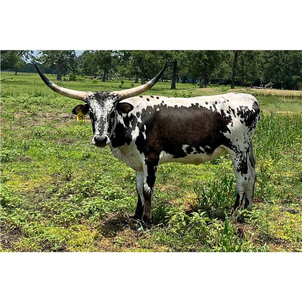 Dalgood Blue Emily Girl