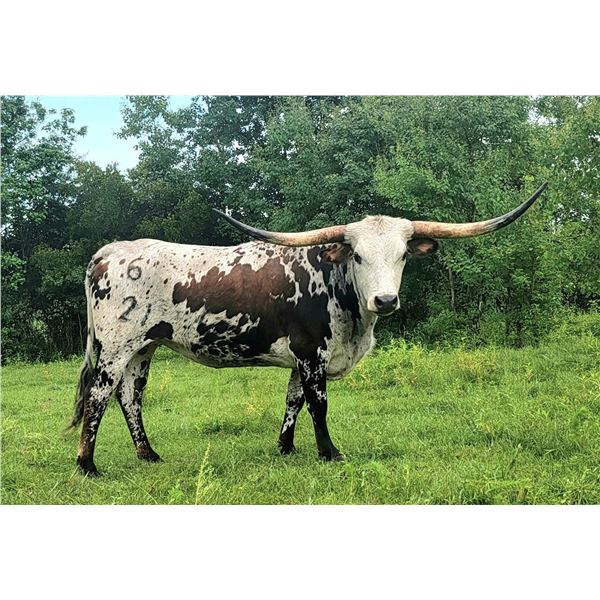 TC Sister Prime Time