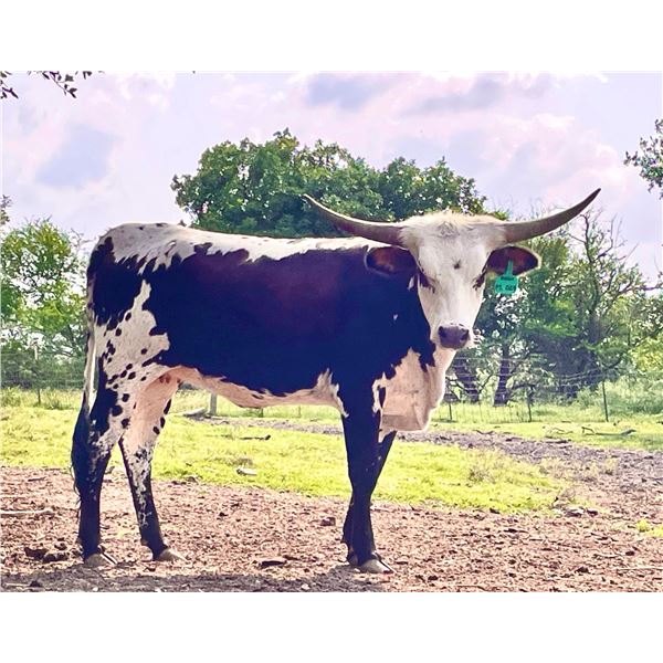 RODEO PRINCESS ML 302