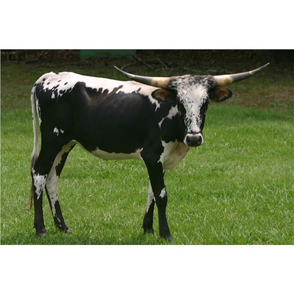 Little Ace Blackgeori MC