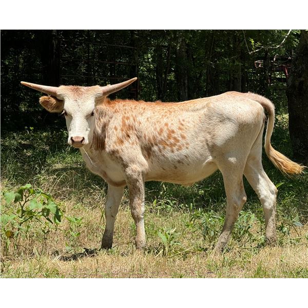 MB TRINAS PAINTED LADY