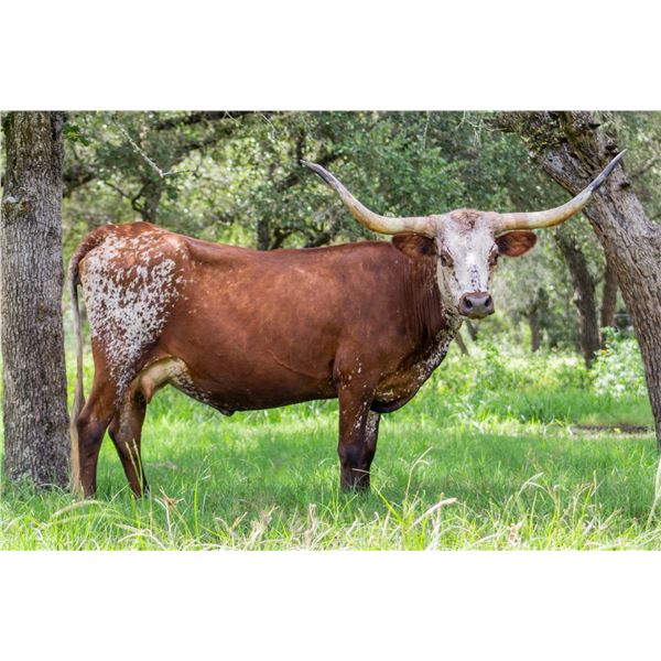 SUB LOT -  JKG Miss Leading Lady