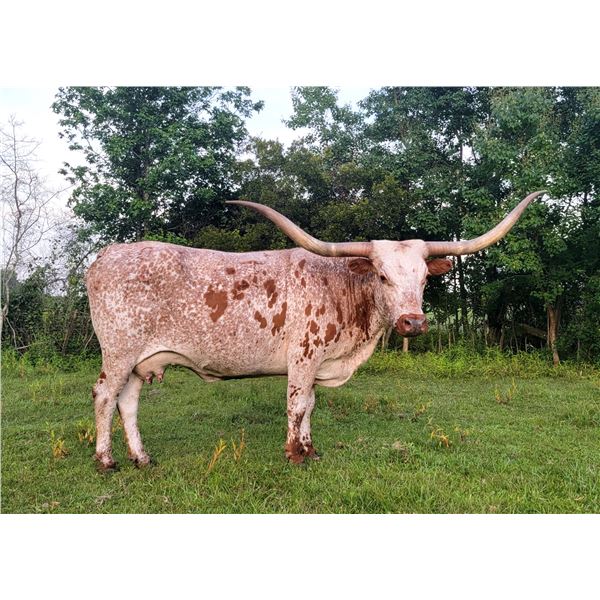 TC Miss Bold Redmac B