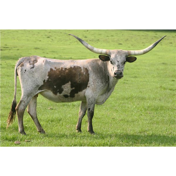 LITTLEACE RVR SELENAROSE