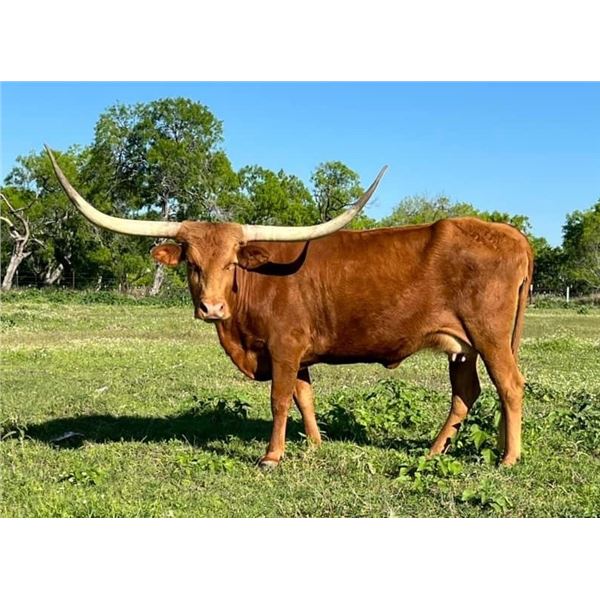 5T'S MESQUITE'S SAFFRON