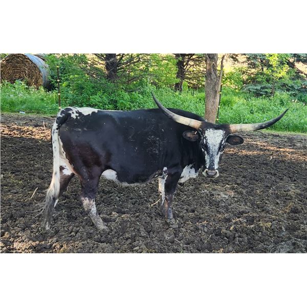 TAYLOR RAE BUTLER B33