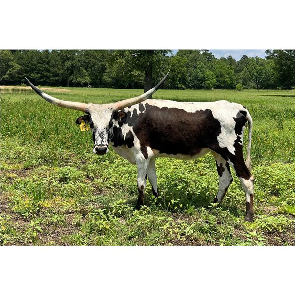 DALGOOD'S BERTIE GIRL