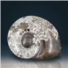 Image 1 : Ammonite Polished Fossil Specimen 9.25"