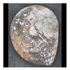Image 2 : Ammonite Polished Fossil Specimen 9.25"