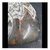 Image 8 : Ammonite Polished Fossil Specimen 9.25"
