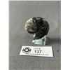 Image 2 : Goniatite Fossil Specimen. Retails $300.00