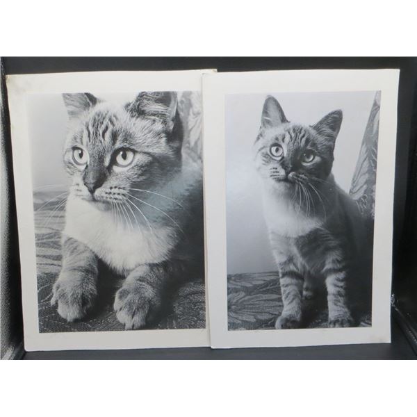 2 Black & White Cat Photos Mounted on Board