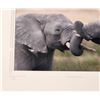 Image 2 : Photo of African Elephants by Dos Velas Images: The Challenge, 2006 - Framed [184052]