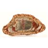 Image 1 : Fossil of Palm Flower [184007]