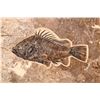 Image 2 : Fossil of Fish Green River Formation [184088]