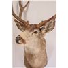 Image 2 : Taxidermy Art: Mule Deer Mount w/4 Point Antlers [184456]