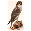 Image 2 : Wood Carved, Painted Sculpture:  Red Tail Hawk [184010]