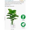 Image 1 : Artificial Plant