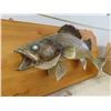 Image 2 : One Big Ugly Fish Mounted 24'' x 16'' 