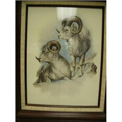 Doug Lindstrom with 2 sheep  (158)