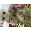 Image 9 : 2 Hand Crafted Inuit Owl Family Made from Seal Hide 