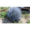 Image 7 : Chain Link Fencing 5ft x 28ft , Tops, Connectors, Ties (No Poles)
