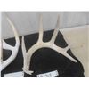 Image 2 : 2 Deer Horn Sheds 
