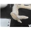 Image 3 : 2 Deer Horn Sheds 
