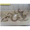 Image 1 : Deer Horn Sheds , Couple Bovine Horns 