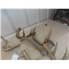 Image 3 : Deer Horn Sheds , Couple Bovine Horns 