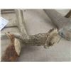 Image 8 : Deer Horn Sheds , Couple Bovine Horns 
