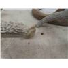 Image 9 : Deer Horn Sheds , Couple Bovine Horns 
