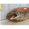 Image 2 : Northern Pike Fish Mount 30'' Long