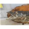 Image 3 : Northern Pike Fish Mount 30'' Long