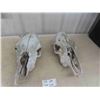 Image 1 : 2 Bovine Skulls
