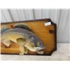 Image 2 : Mounted Perch Fish 22''