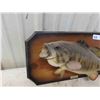 Image 2 : Mounted Pickeral Fish 15 1/2'' Long