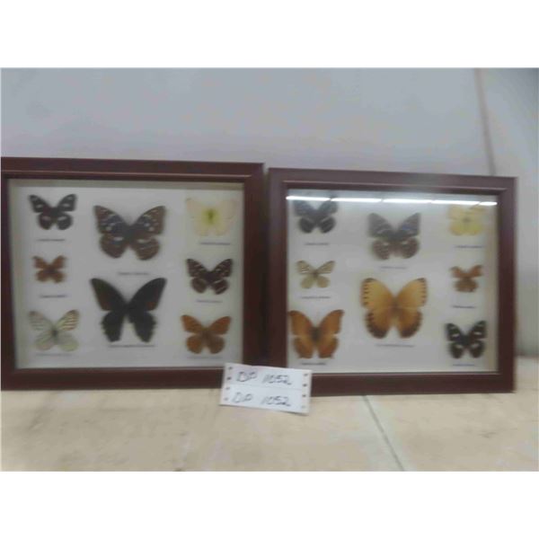 2 Framed Butterfly Collection 13'' x 11 1/2'' 