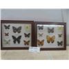 Image 1 : 2 Framed Butterfly Collection 13'' x 11 1/2'' 