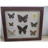 Image 2 : 2 Framed Butterfly Collection 13'' x 11 1/2'' 
