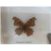 Image 3 : 2 Framed Butterfly Collection 13'' x 11 1/2'' 